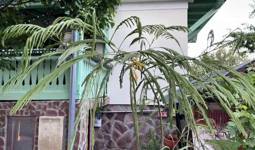 dm Apartman Balatonfldvr