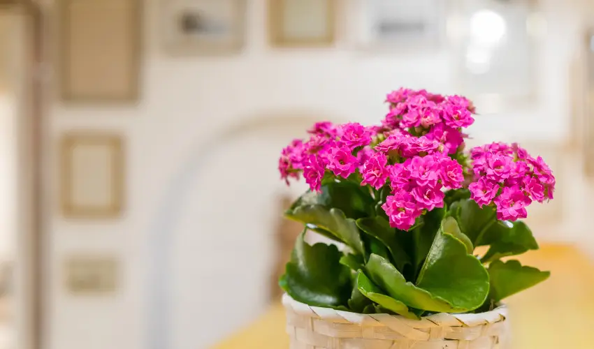 dm Apartman Balatonfldvr