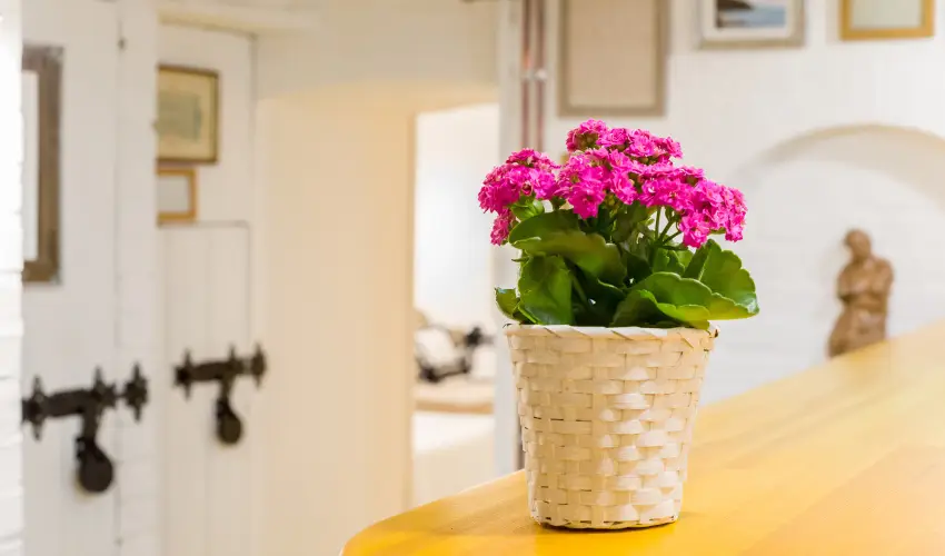 dm Apartman Balatonfldvr