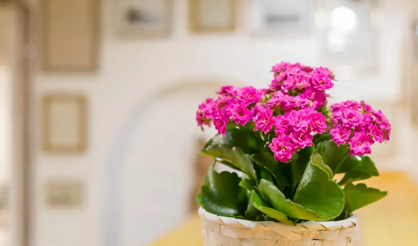 dm Apartman Balatonfldvr