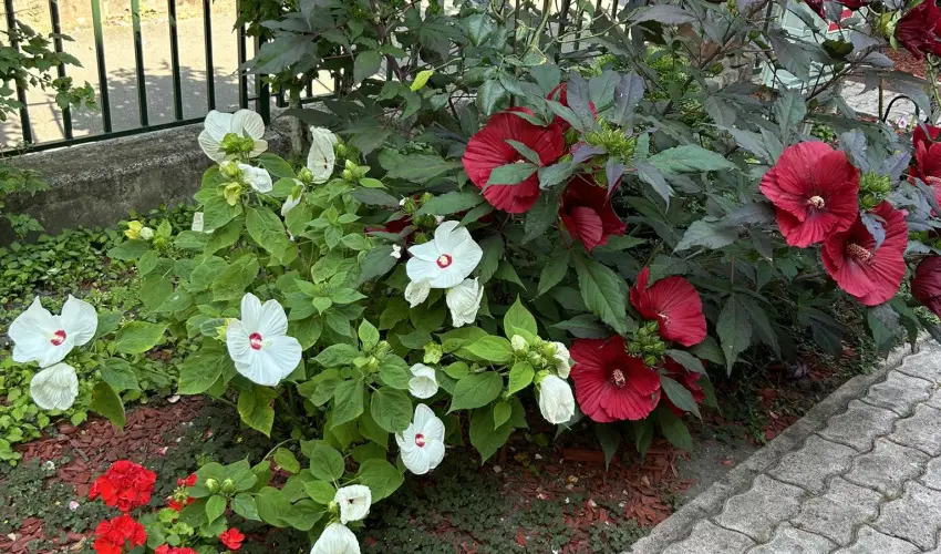 Aventurin House Révfülöp