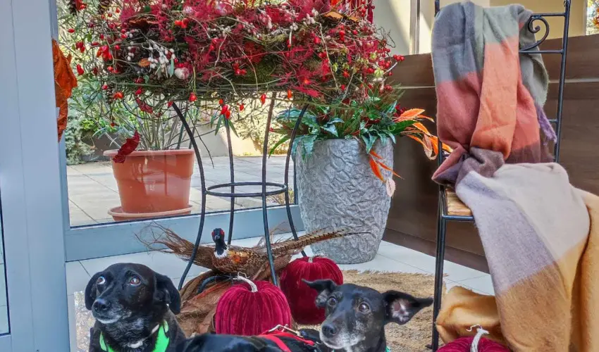 CE Plaza Hotel Sifok