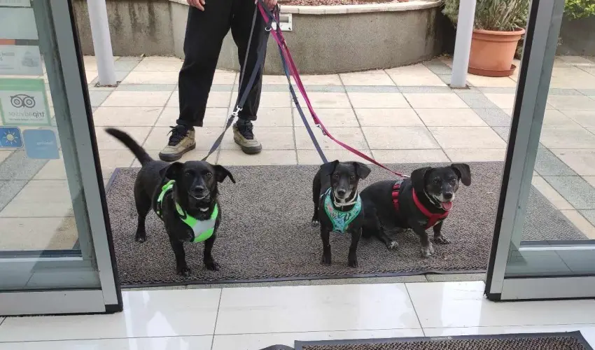 CE Plaza Hotel Sifok