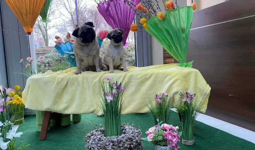 CE Plaza Hotel Sifok