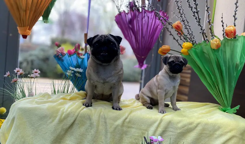 CE Plaza Hotel Sifok