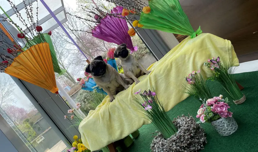 CE Plaza Hotel Sifok