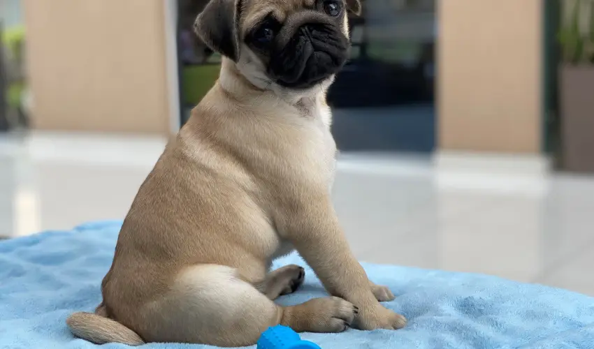 CE Plaza Hotel Sifok