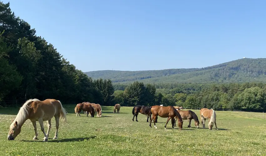 Hotel Szpalma Porva-Szpalmapuszta