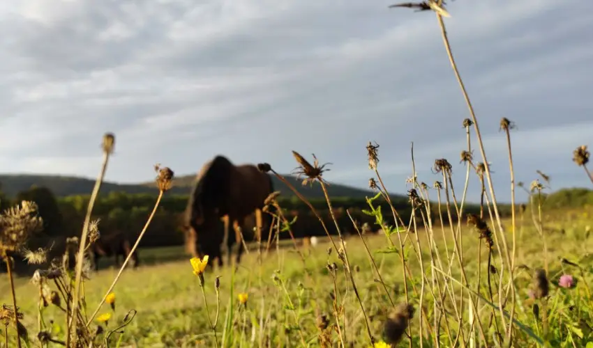 Hotel Sz�palma Porva-Sz�palmapuszta