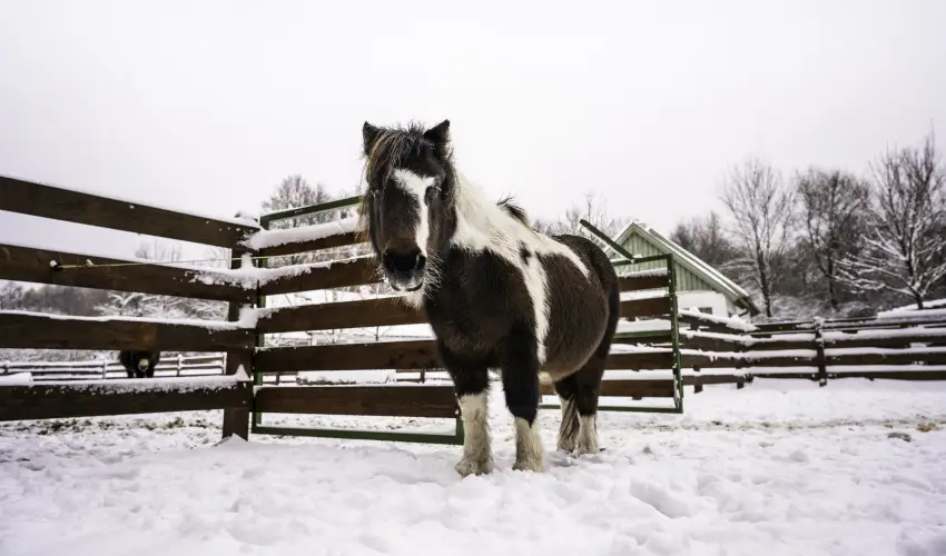 Hotel Sz�palma Porva-Sz�palmapuszta