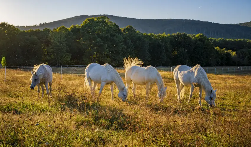 Hotel Sz�palma Porva-Sz�palmapuszta