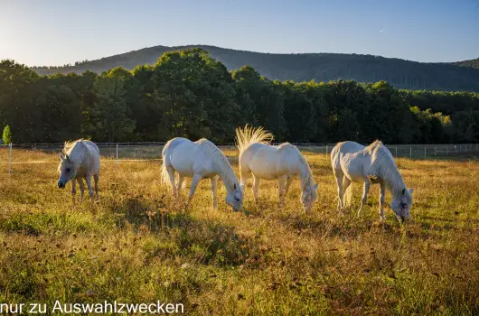 Hotel Sz�palma, Porva-Sz�palmapuszta, Balatonf�red - 30 km