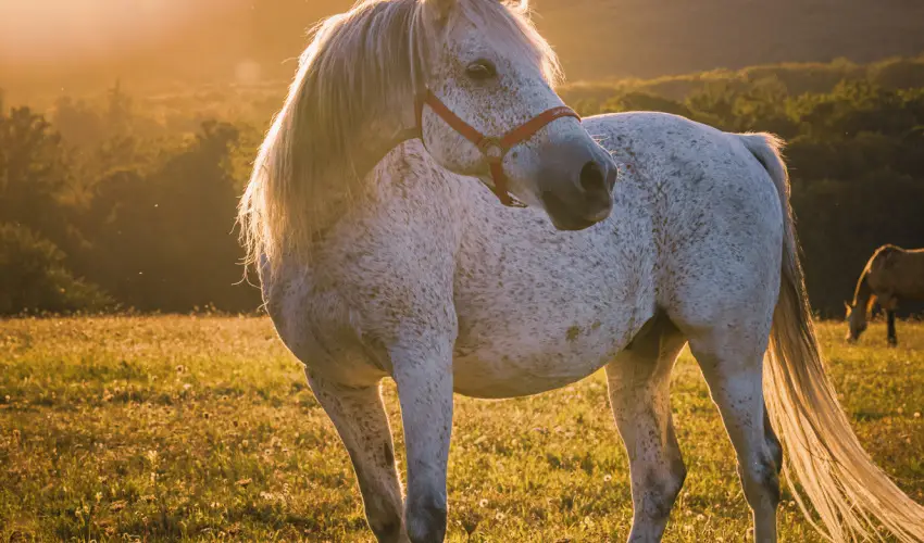 Hotel Sz�palma Porva-Sz�palmapuszta