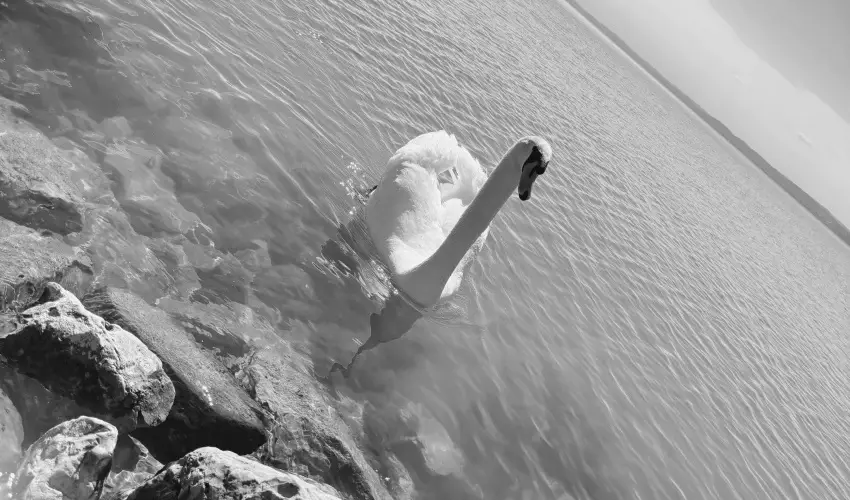 Vil�gos Hotel Balatonvil�gos