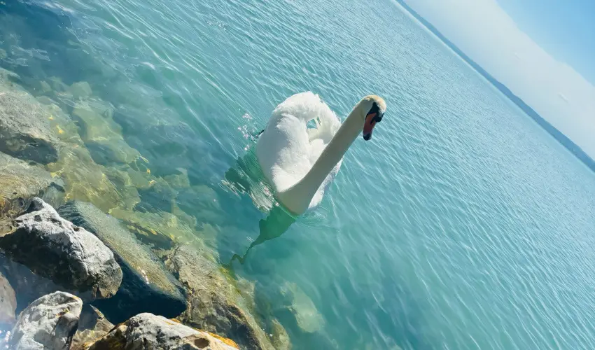 Vil�gos Hotel Balatonvil�gos